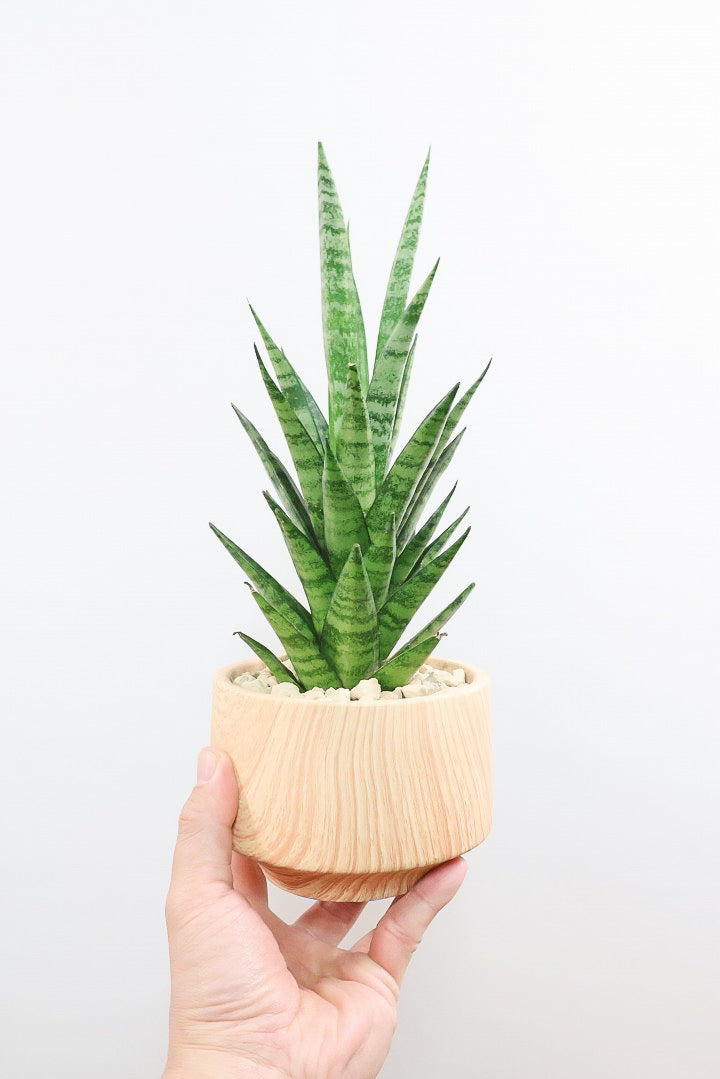 【サンスベリア インドスリー】人気の木製柄のPOT！葉の模様がとても美しい希少種！いいサイズ感です！