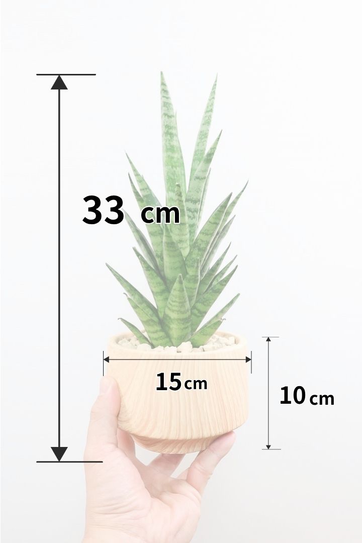 【サンスベリア インドスリー】人気の木製柄のPOT！葉の模様がとても美しい希少種！いいサイズ感です！