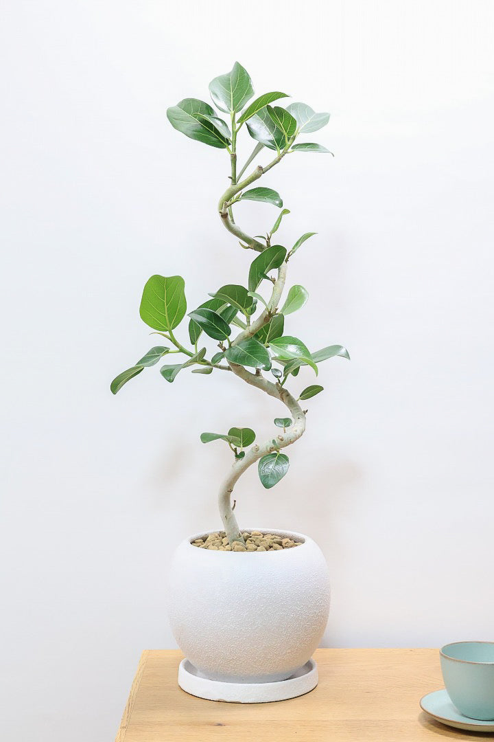 送料無料】フィカス ベンガレンシス| 観葉植物の通信販売 送料無料】フィカス ベンガレンシス| 観葉植物の通信販売