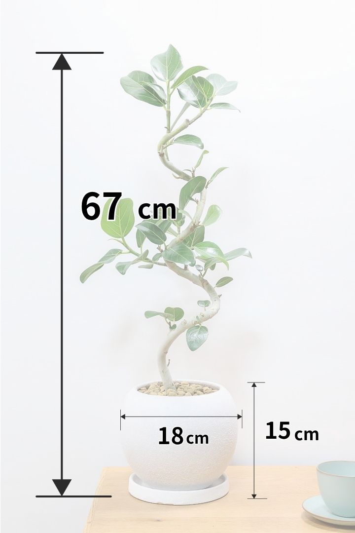 送料無料】フィカス ベンガレンシス| 観葉植物の通信販売 送料無料】フィカス ベンガレンシス| 観葉植物の通信販売