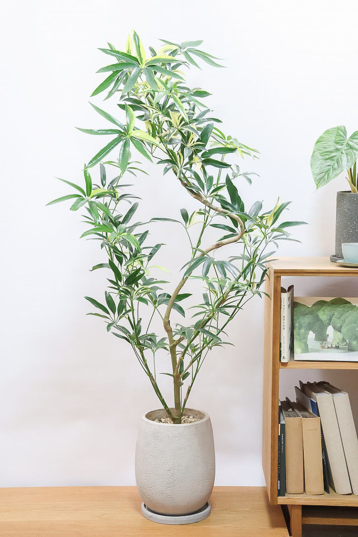 【シェフレラ アンガスティフォリア バリエガタ】ただでさえ希少な斑入りなのに大きなサイズはかなり希少！これはおすすめです！