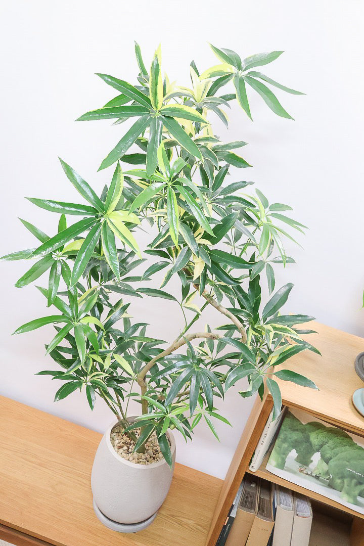 【シェフレラ アンガスティフォリア バリエガタ】ただでさえ希少な斑入りなのに大きなサイズはかなり希少！これはおすすめです！