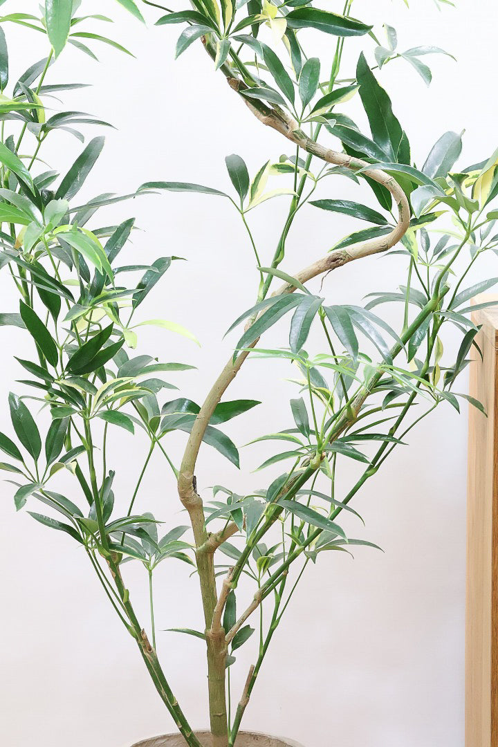 【シェフレラ アンガスティフォリア バリエガタ】ただでさえ希少な斑入りなのに大きなサイズはかなり希少！これはおすすめです！