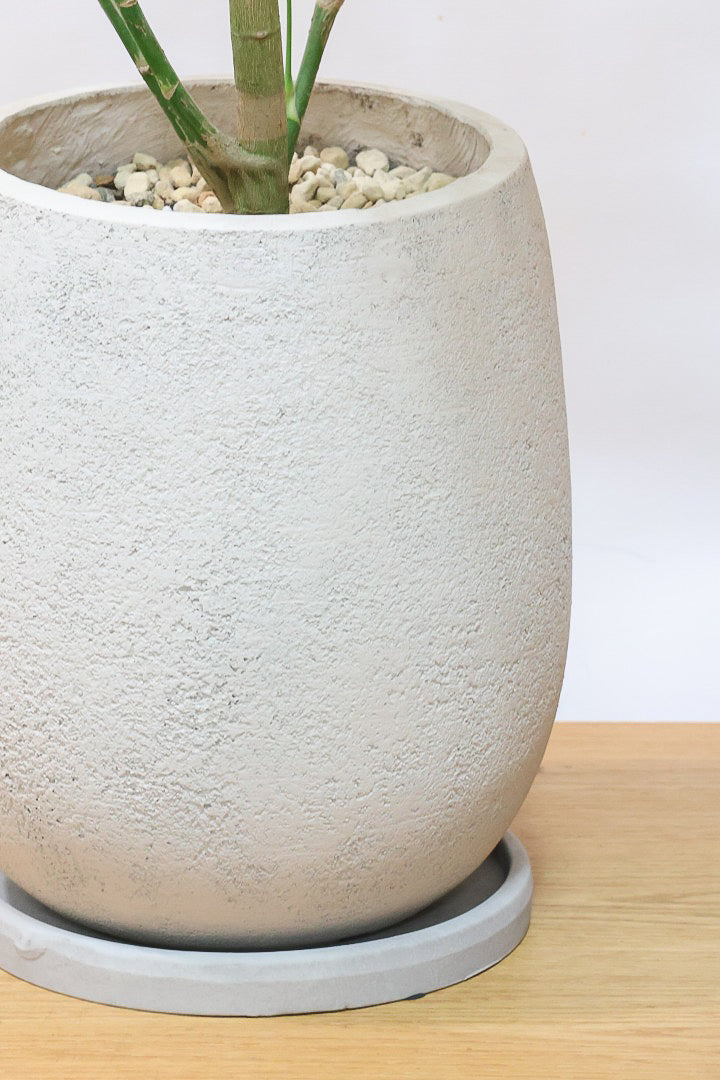 【シェフレラ アンガスティフォリア バリエガタ】ただでさえ希少な斑入りなのに大きなサイズはかなり希少！これはおすすめです！