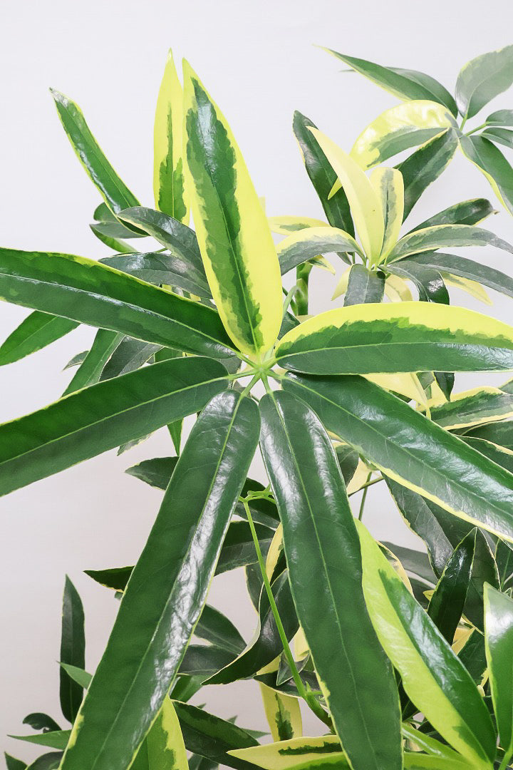 【シェフレラ アンガスティフォリア バリエガタ】ただでさえ希少な斑入りなのに大きなサイズはかなり希少！これはおすすめです！