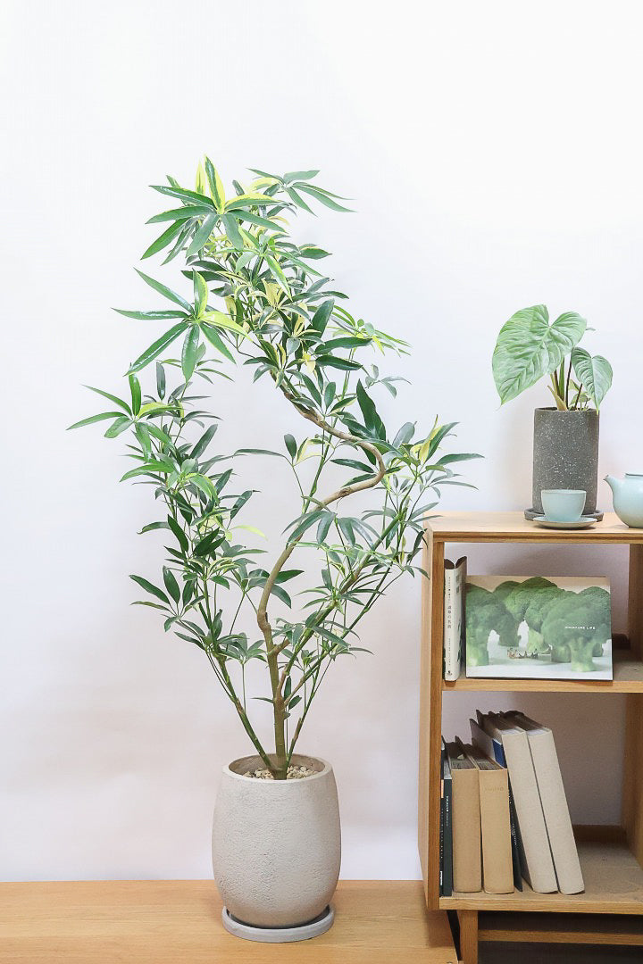 【シェフレラ アンガスティフォリア バリエガタ】ただでさえ希少な斑入りなのに大きなサイズはかなり希少！これはおすすめです！