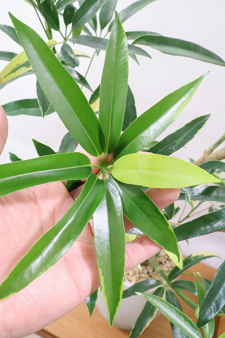 【シェフレラ アンガスティフォリア バリエガタ】ただでさえ希少な斑入りなのに大きなサイズはかなり希少！これはおすすめです！