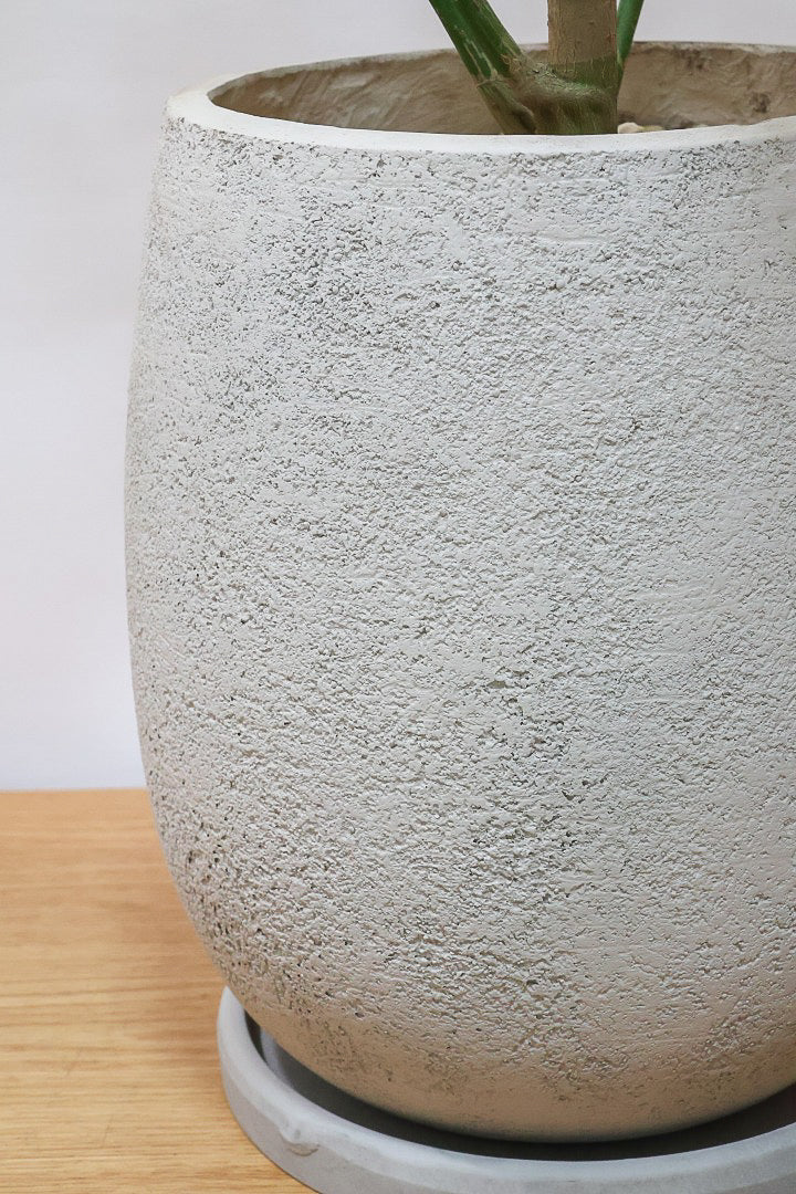 【シェフレラ アンガスティフォリア バリエガタ】ただでさえ希少な斑入りなのに大きなサイズはかなり希少！これはおすすめです！