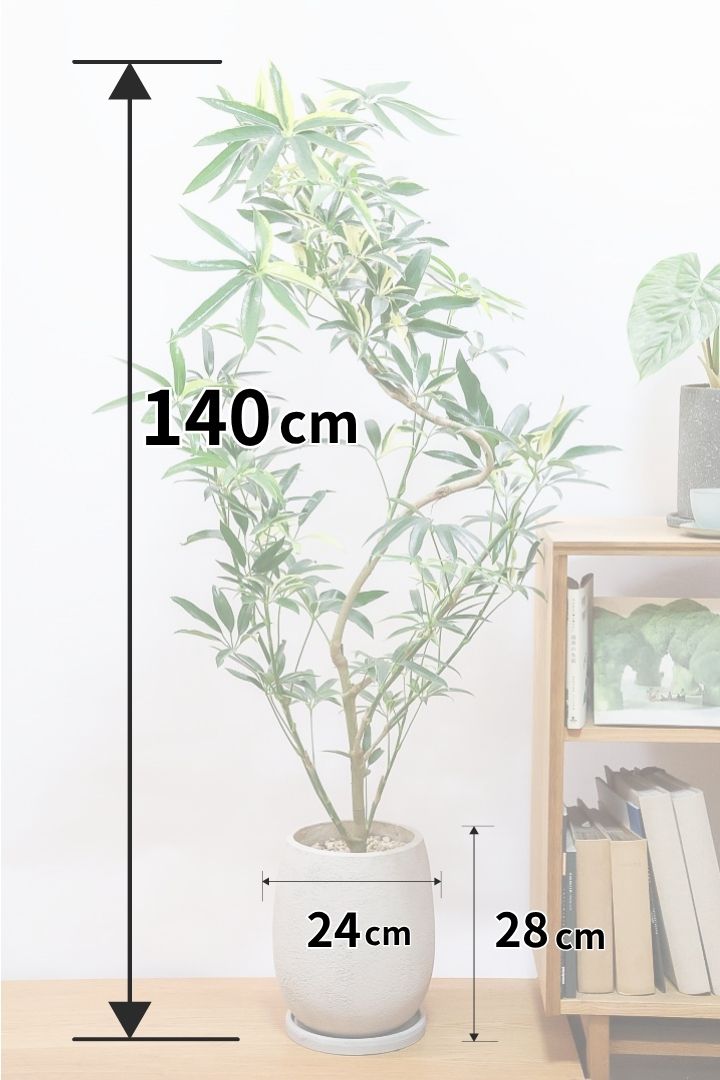 【シェフレラ アンガスティフォリア バリエガタ】ただでさえ希少な斑入りなのに大きなサイズはかなり希少！これはおすすめです！