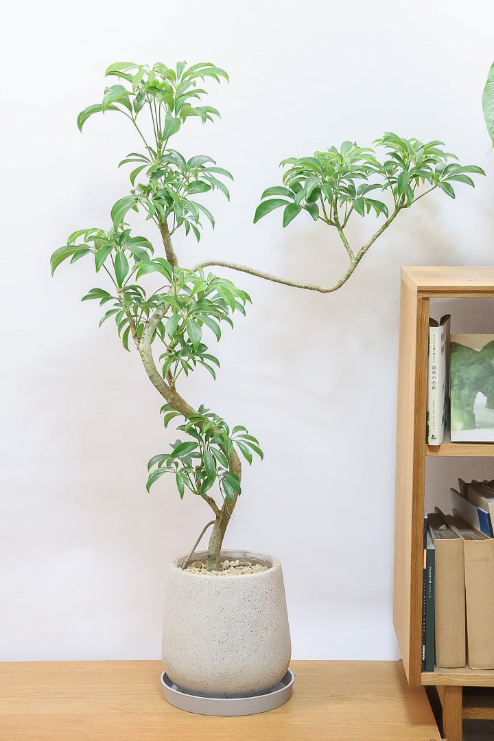 【シェフレラ コンパクタ】この樹形はカッコイイ！仕入れの時にビビッときて仕入れました！