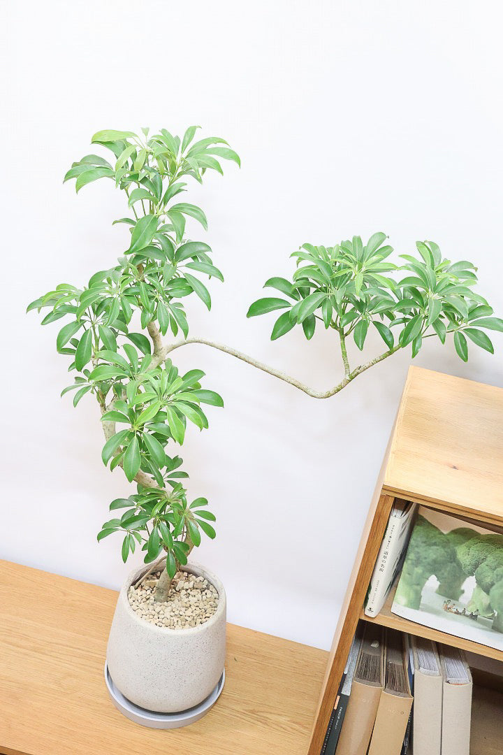 【シェフレラ コンパクタ】この樹形はカッコイイ！仕入れの時にビビッときて仕入れました！