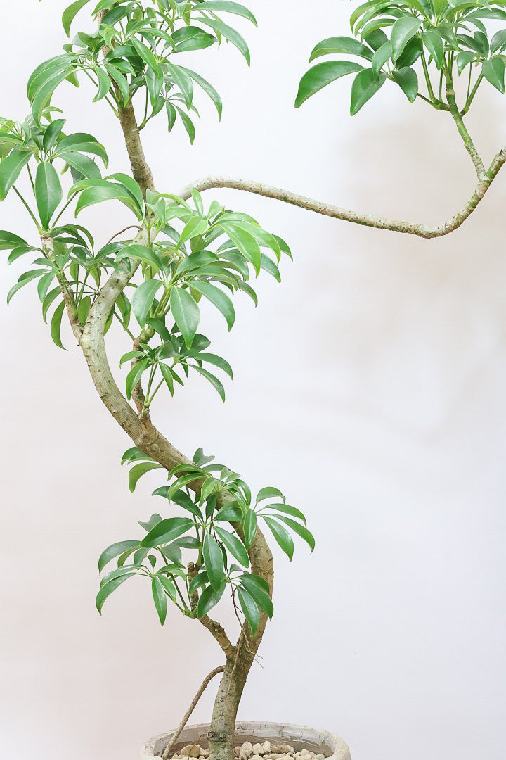 【シェフレラ コンパクタ】この樹形はカッコイイ！仕入れの時にビビッときて仕入れました！