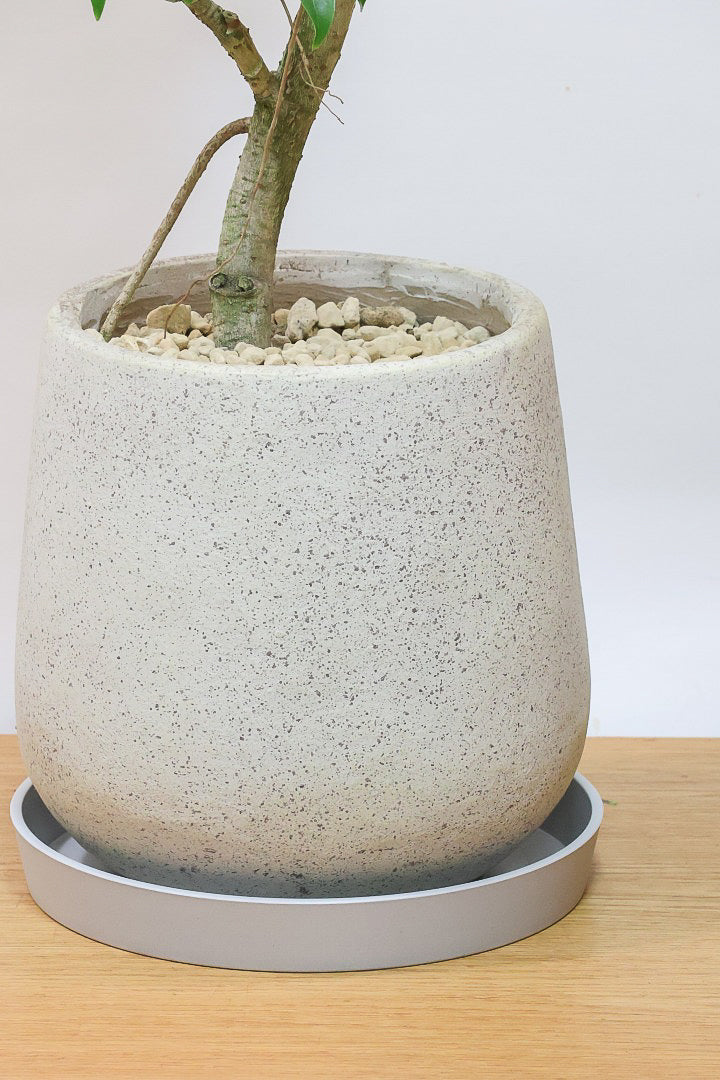 【シェフレラ コンパクタ】この樹形はカッコイイ！仕入れの時にビビッときて仕入れました！