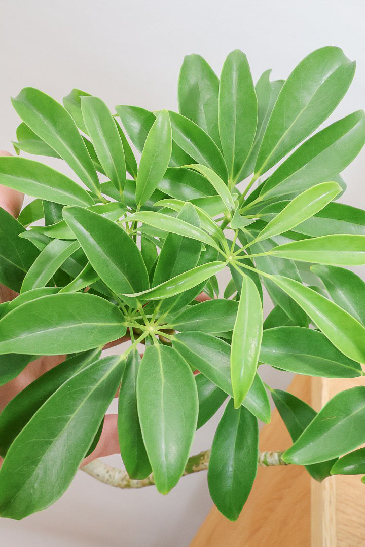 【シェフレラ コンパクタ】この樹形はカッコイイ！仕入れの時にビビッときて仕入れました！