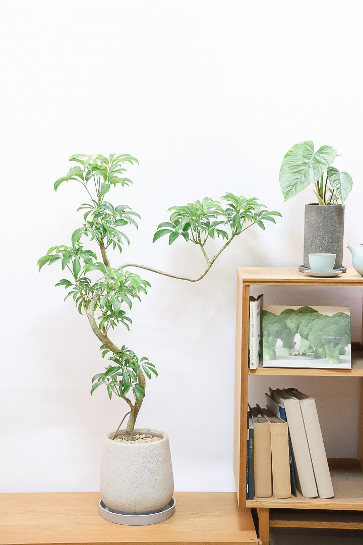 【シェフレラ コンパクタ】この樹形はカッコイイ！仕入れの時にビビッときて仕入れました！