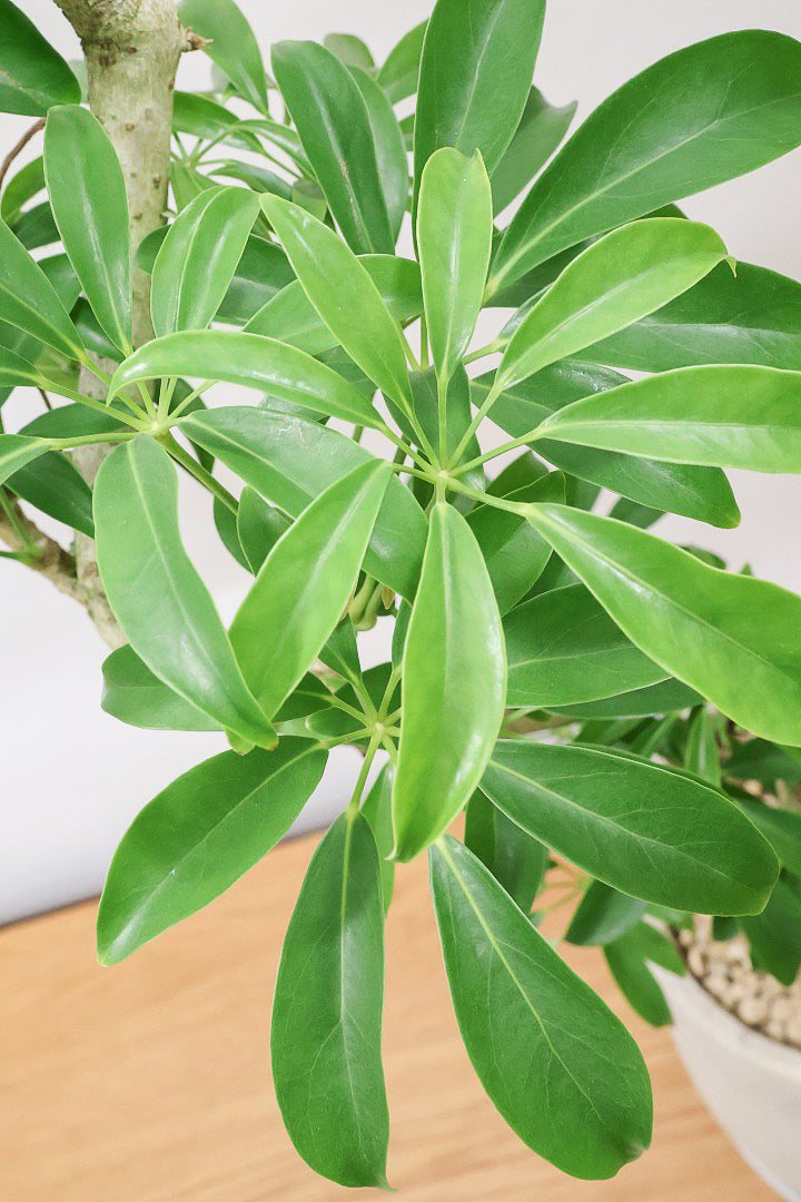 【シェフレラ コンパクタ】この樹形はカッコイイ！仕入れの時にビビッときて仕入れました！