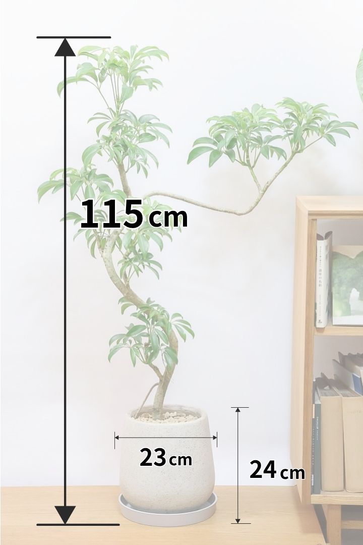 【シェフレラ コンパクタ】この樹形はカッコイイ！仕入れの時にビビッときて仕入れました！