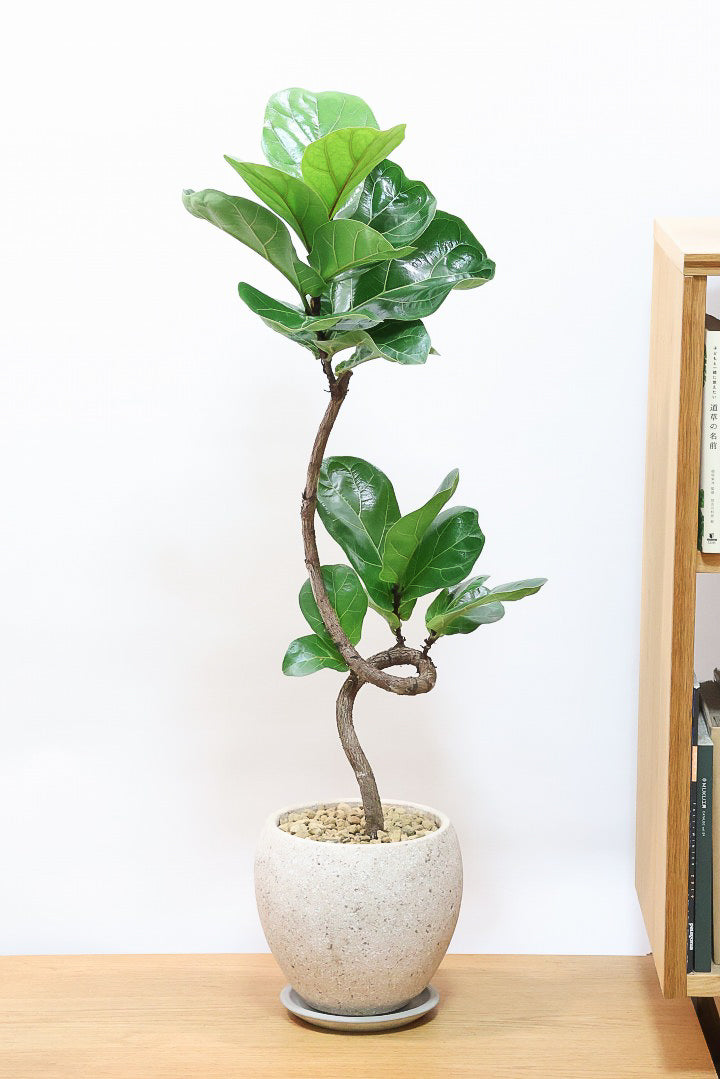 【カシワバゴム】弧を描いた素敵な幹！このような樹形のカシワバゴムはめったに出てきませんので気になる方はご検討ください！