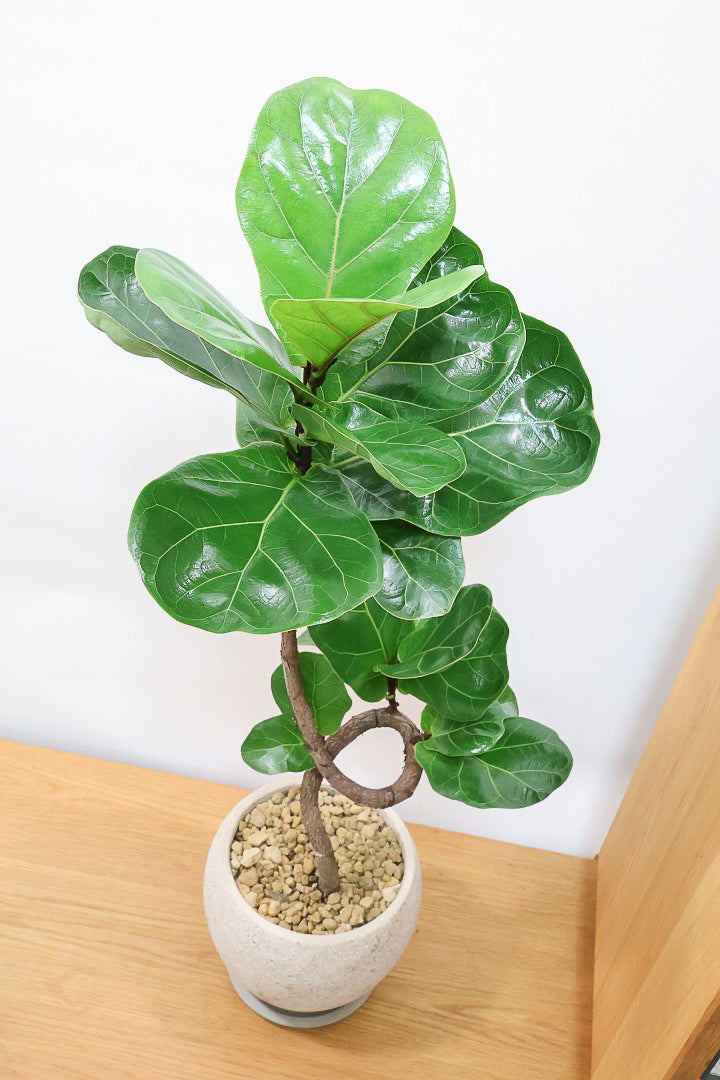 【カシワバゴム】弧を描いた素敵な幹！このような樹形のカシワバゴムはめったに出てきませんので気になる方はご検討ください！