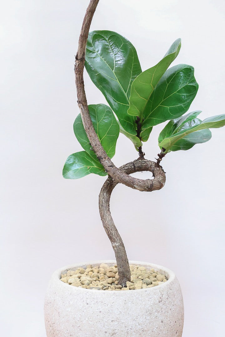 【カシワバゴム】弧を描いた素敵な幹！このような樹形のカシワバゴムはめったに出てきませんので気になる方はご検討ください！