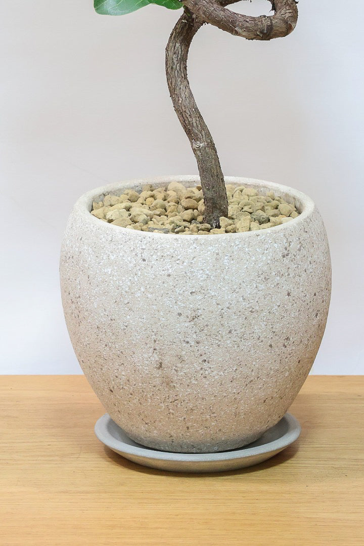 【カシワバゴム】弧を描いた素敵な幹！このような樹形のカシワバゴムはめったに出てきませんので気になる方はご検討ください！