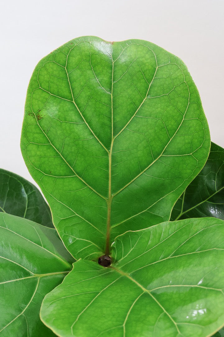 【カシワバゴム】弧を描いた素敵な幹！このような樹形のカシワバゴムはめったに出てきませんので気になる方はご検討ください！