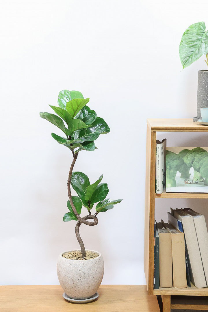 【カシワバゴム】弧を描いた素敵な幹！このような樹形のカシワバゴムはめったに出てきませんので気になる方はご検討ください！