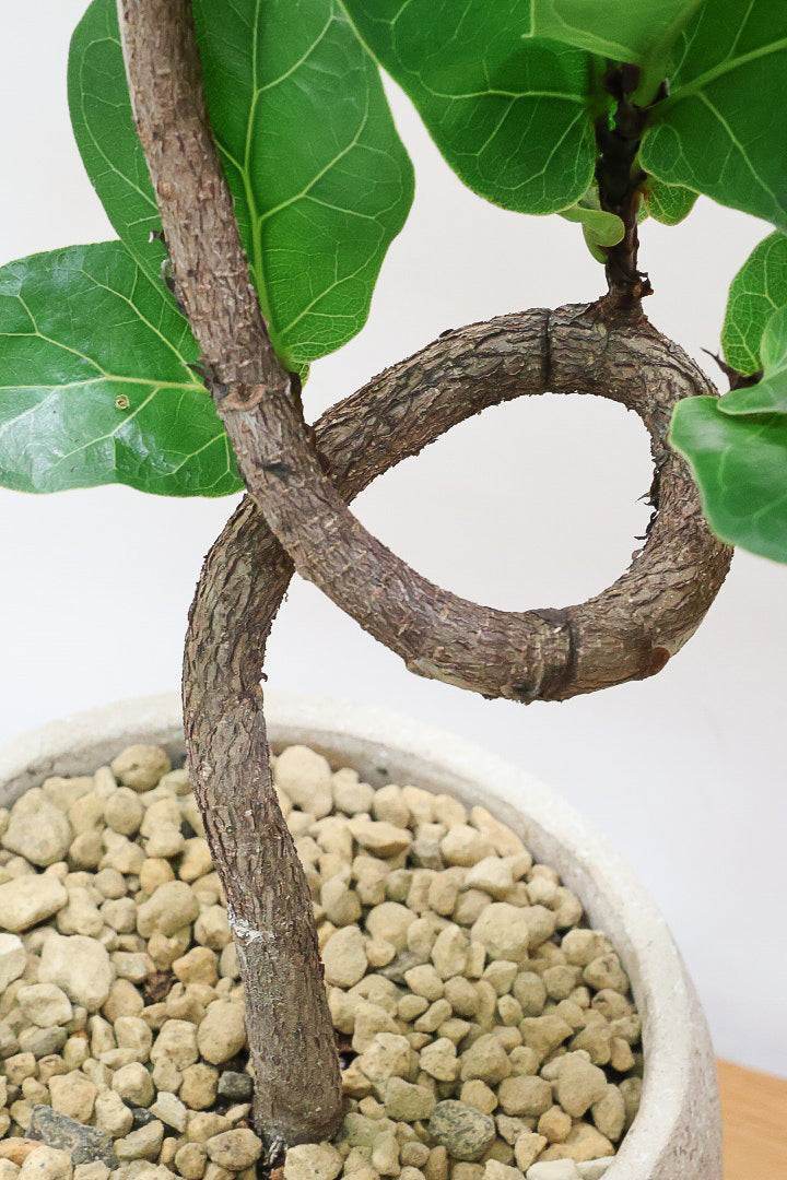 【カシワバゴム】弧を描いた素敵な幹！このような樹形のカシワバゴムはめったに出てきませんので気になる方はご検討ください！