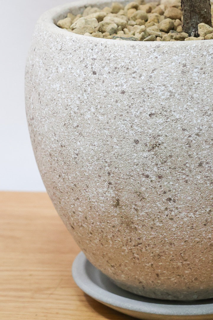 【カシワバゴム】弧を描いた素敵な幹！このような樹形のカシワバゴムはめったに出てきませんので気になる方はご検討ください！