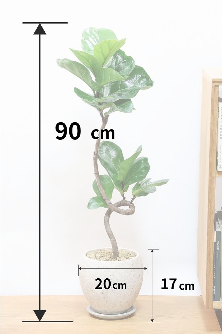 【カシワバゴム】弧を描いた素敵な幹！このような樹形のカシワバゴムはめったに出てきませんので気になる方はご検討ください！