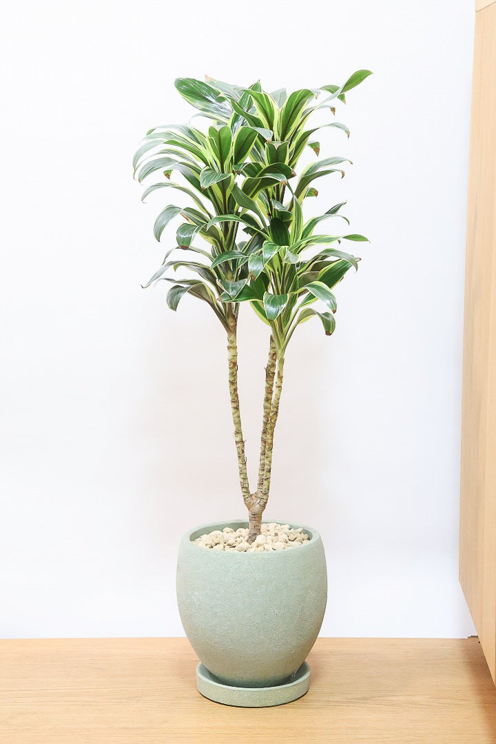 【コルジリネ コーヒーコンパクタ】本当に丈夫で育てやすい！そして葉色がとても美しい！特に新芽は美です！