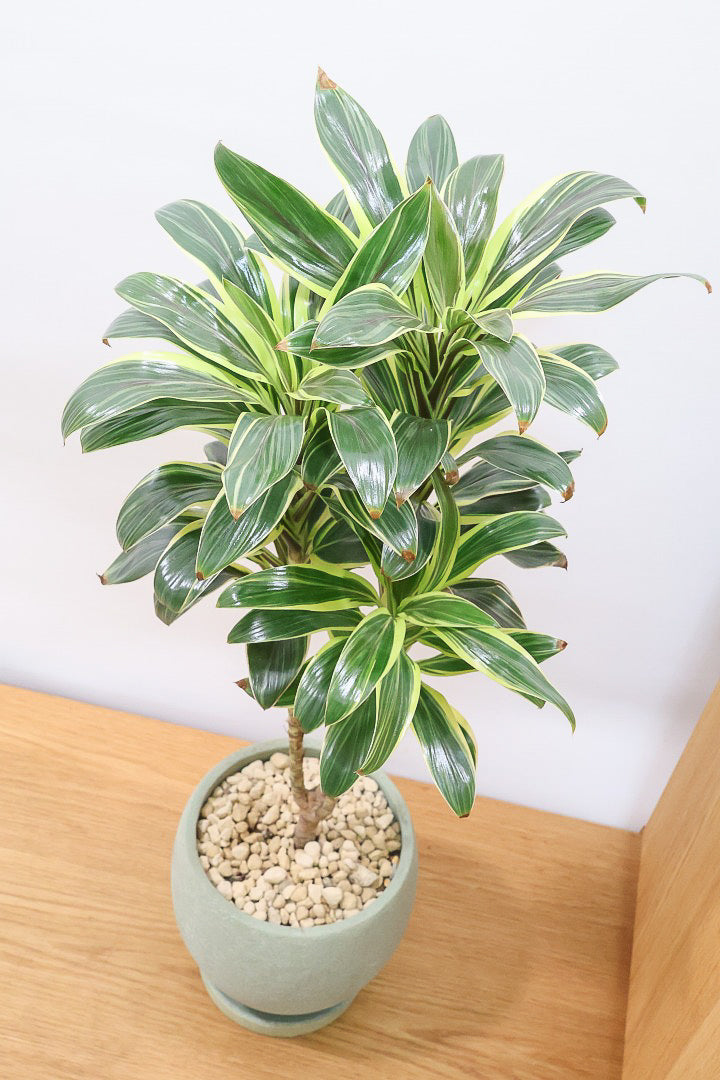 【コルジリネ コーヒーコンパクタ】本当に丈夫で育てやすい！そして葉色がとても美しい！特に新芽は美です！