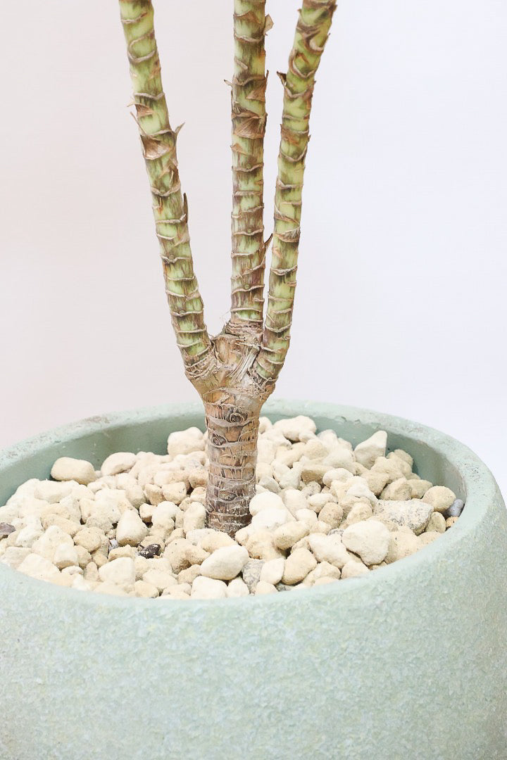 【コルジリネ コーヒーコンパクタ】本当に丈夫で育てやすい！そして葉色がとても美しい！特に新芽は美です！