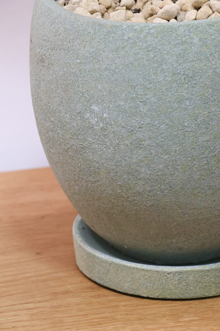 【コルジリネ コーヒーコンパクタ】本当に丈夫で育てやすい！そして葉色がとても美しい！特に新芽は美です！