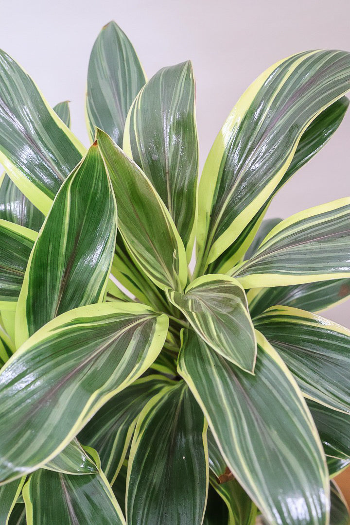 【コルジリネ コーヒーコンパクタ】本当に丈夫で育てやすい！そして葉色がとても美しい！特に新芽は美です！