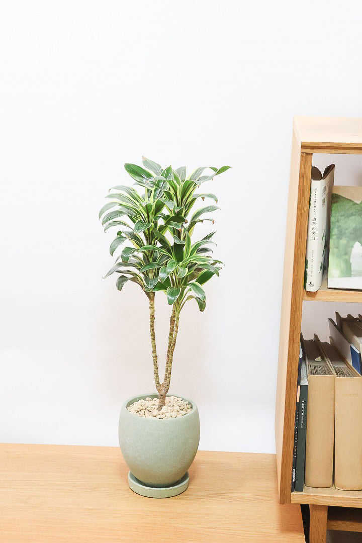 【コルジリネ コーヒーコンパクタ】本当に丈夫で育てやすい！そして葉色がとても美しい！特に新芽は美です！