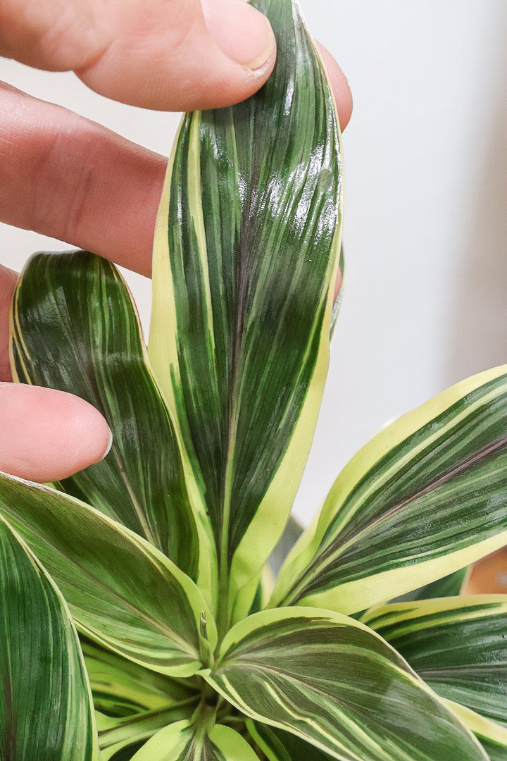 【コルジリネ コーヒーコンパクタ】本当に丈夫で育てやすい！そして葉色がとても美しい！特に新芽は美です！