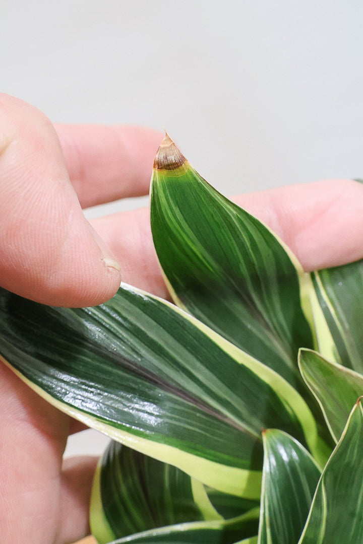 【コルジリネ コーヒーコンパクタ】本当に丈夫で育てやすい！そして葉色がとても美しい！特に新芽は美です！