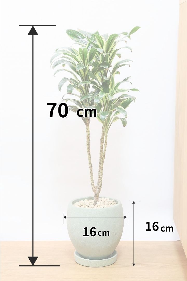 【コルジリネ コーヒーコンパクタ】本当に丈夫で育てやすい！そして葉色がとても美しい！特に新芽は美です！