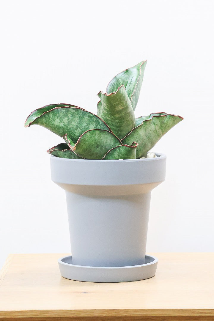 【サンスベリア ドラゴンウィング】軽量なポリプロピレン製の鉢！1年越しでやっと入荷しました！大好きな品種です！