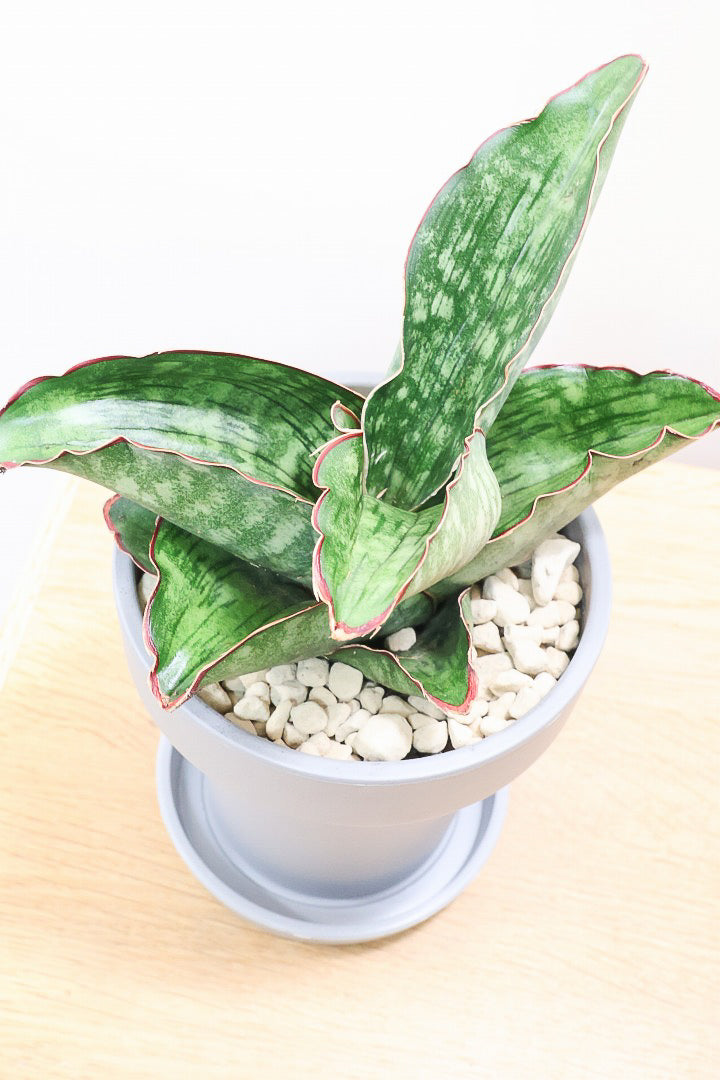 【サンスベリア ドラゴンウィング】軽量なポリプロピレン製の鉢！1年越しでやっと入荷しました！大好きな品種です！