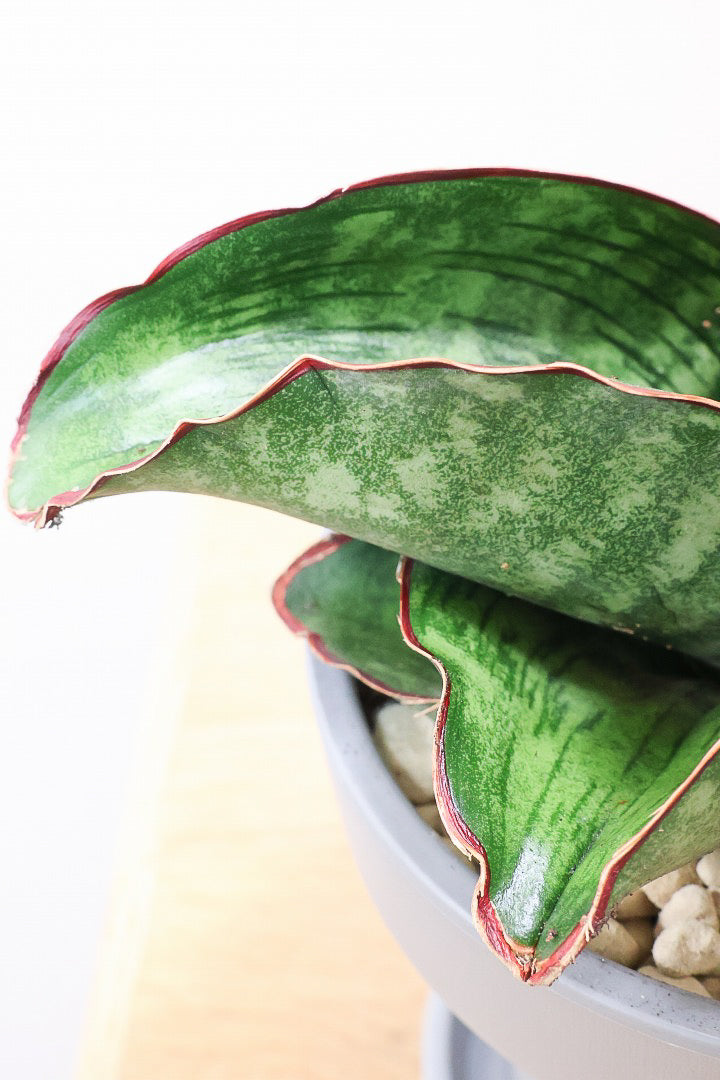 【サンスベリア ドラゴンウィング】軽量なポリプロピレン製の鉢！1年越しでやっと入荷しました！大好きな品種です！