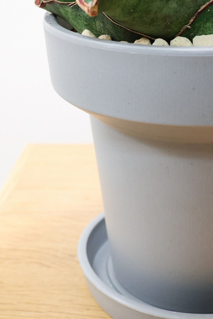 【サンスベリア ドラゴンウィング】軽量なポリプロピレン製の鉢！1年越しでやっと入荷しました！大好きな品種です！