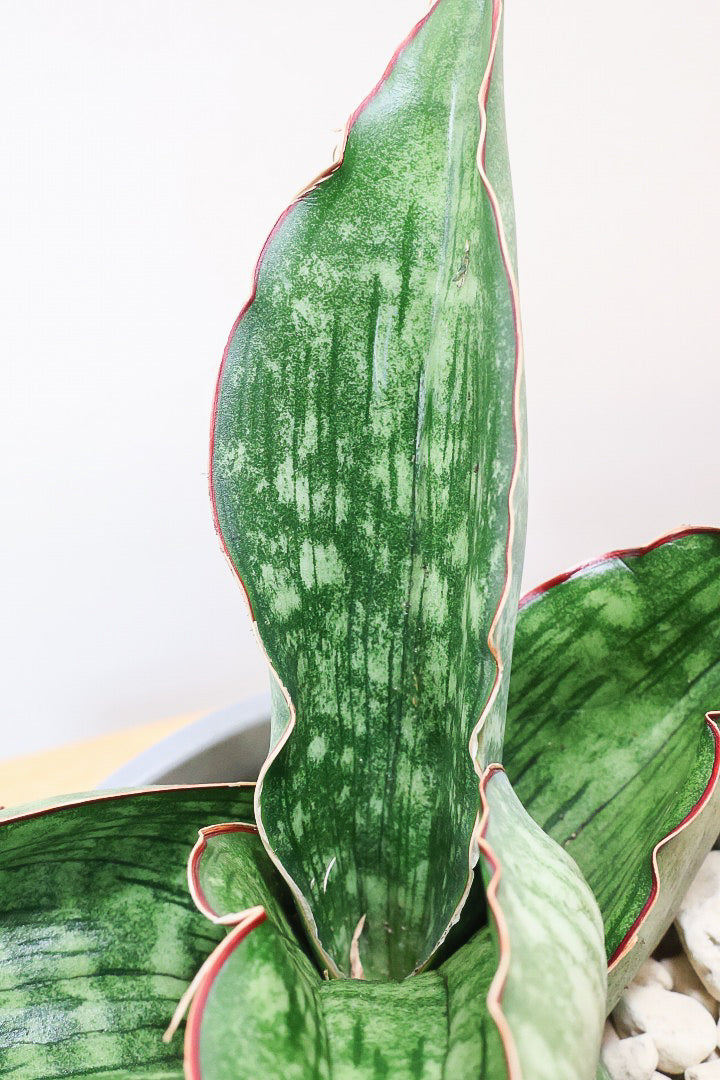 【サンスベリア ドラゴンウィング】軽量なポリプロピレン製の鉢！1年越しでやっと入荷しました！大好きな品種です！