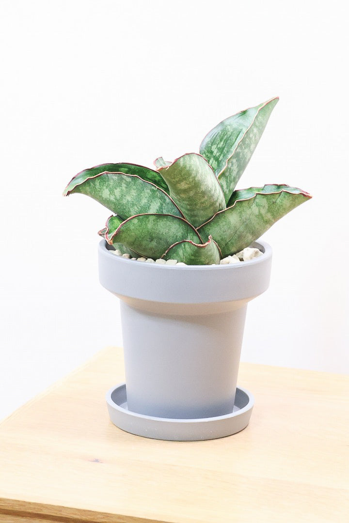 【サンスベリア ドラゴンウィング】軽量なポリプロピレン製の鉢！1年越しでやっと入荷しました！大好きな品種です！