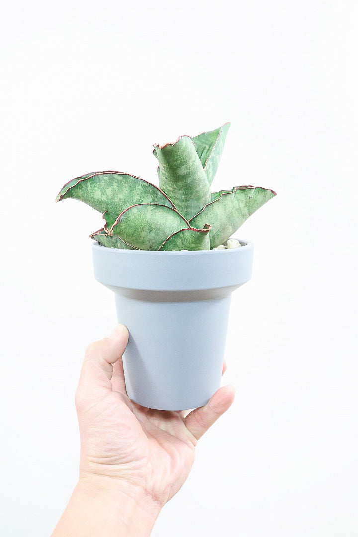 【サンスベリア ドラゴンウィング】軽量なポリプロピレン製の鉢！1年越しでやっと入荷しました！大好きな品種です！