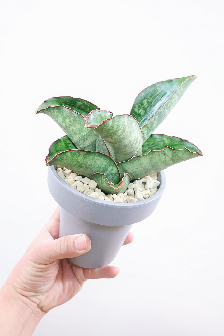 【サンスベリア ドラゴンウィング】軽量なポリプロピレン製の鉢！1年越しでやっと入荷しました！大好きな品種です！