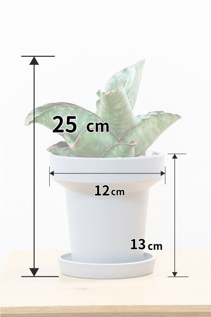 【サンスベリア ドラゴンウィング】軽量なポリプロピレン製の鉢！1年越しでやっと入荷しました！大好きな品種です！