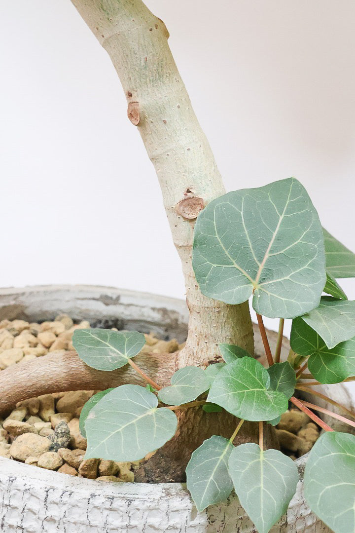 【フィカス アブチリフォリア】APEGO初入荷のフィカスです！このサイズはほぼ出回っていませんのでぜひ！