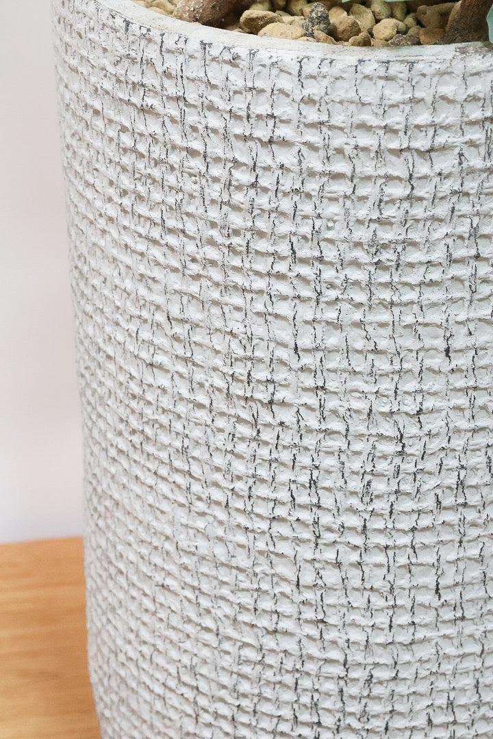 【フィカス アブチリフォリア】APEGO初入荷のフィカスです！このサイズはほぼ出回っていませんのでぜひ！